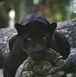 Meet your Posher, Verlisher